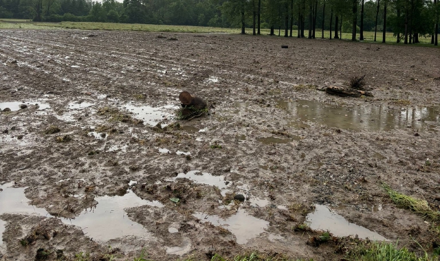 Capolago: campi allagati, raccolti persi