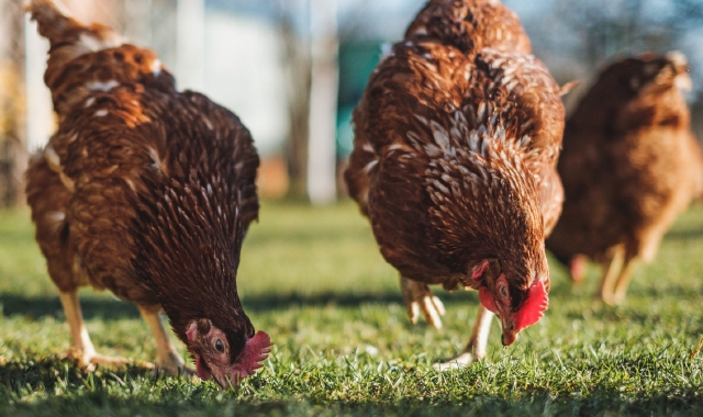 Velmaio, faina sbrana 80 galline