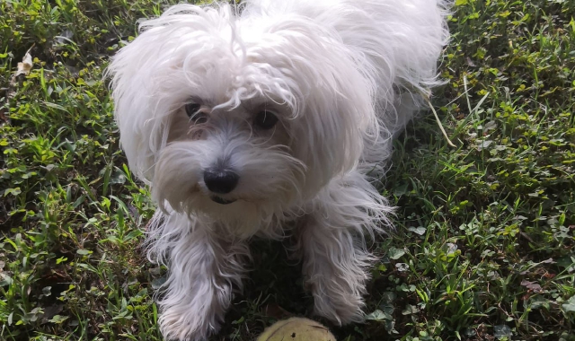 La cagnolina Nespola