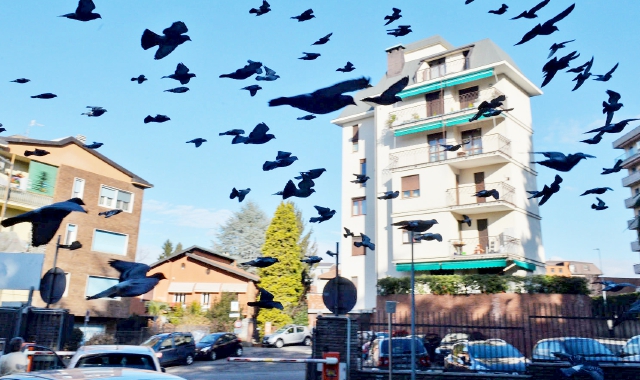 Decine di piccioni in volo sopra Busto Arsizio. Ora il sindaco ha deciso di dire basta (Agenzia Blitz)