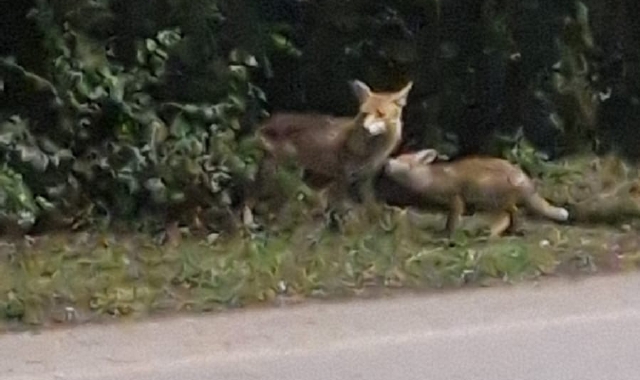 Due delle volpi che ogni giorno vengono avvistate ai margini di viale Borri: una di loro è purtroppo stata uccisa da un’auto di passaggio nelle scorse settimane