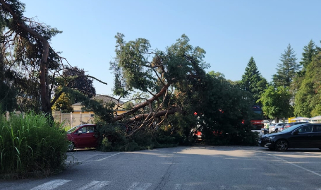 L’albero precipitato nel parcheggio di via Ottorino Rossi