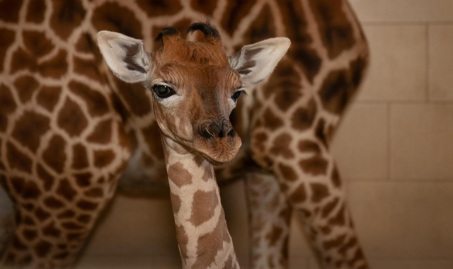 Fiocco azzurro al Safari Park: è nato un cucciolo di giraffa