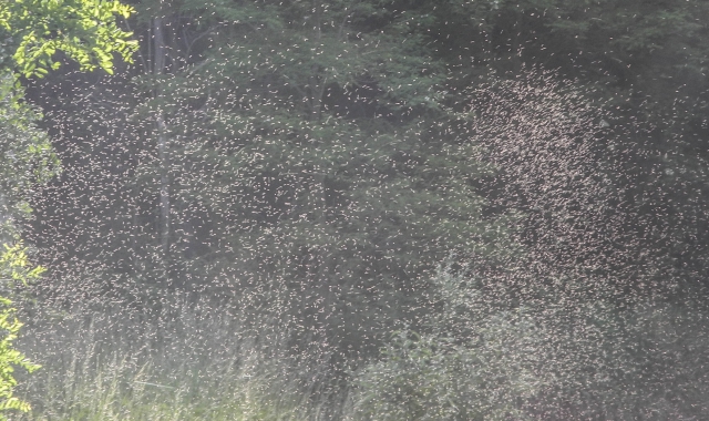 Una nuvola di insetti a Olgiate Olona (foto Archivio)