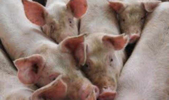 La peste suina si avvicina