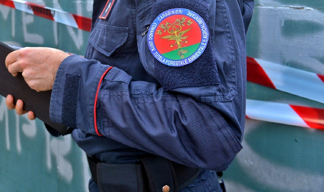 Macellazione clandestina a Bardello