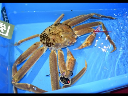 Giappone: granchio battuto all'asta per 9.200 euro