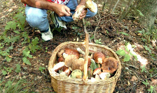 Intossicato dai funghi: salvo grazie al trapianto di fegato