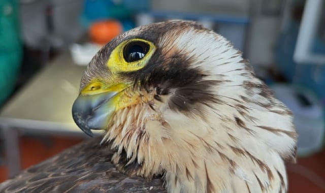 Il giovane falco pellegrino ucciso