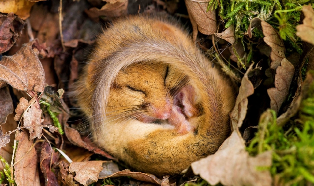 GN4_DAT_43395180.jpg