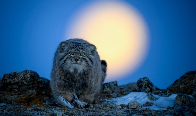 GN4_DAT_43518730.jpg