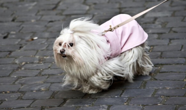 Un cane di razza maltese
