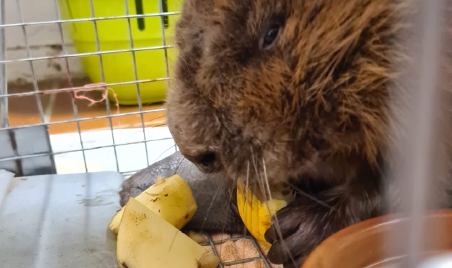 Non ce l’ha fatta il castoro ritrovato nel Parco del Ticino