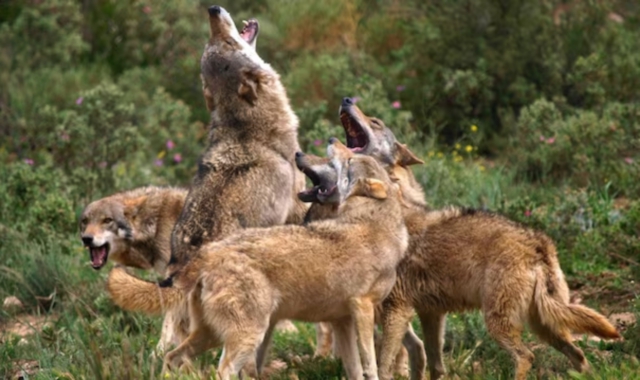 Un branco ha divelto la recinzione ed è entrato nell’azienda agricola (foto Archivio)