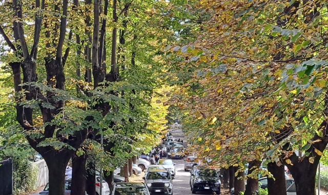 Viale dei Tigli a Gallarate