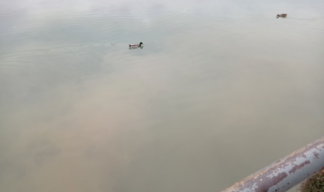 Il lungolago di Sesto Calende con l’acqua marrona (foto Sesto Calende New 3.0/FACEBOOK)