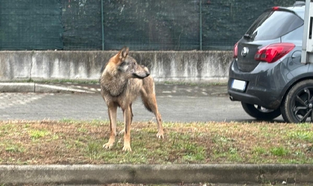 Il lupo avvistato in pieno giorno a Comignago