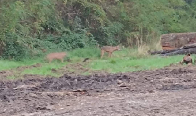 I lupi sono stati avvistati in diversi Comuni