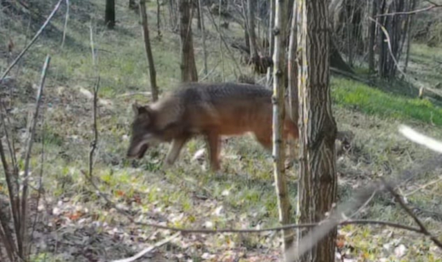 Aumentano gli avvistamenti di lupi anche in Lombardia