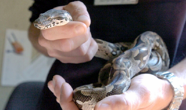 Un Boa Constrictor Imperator (foto Archivio)