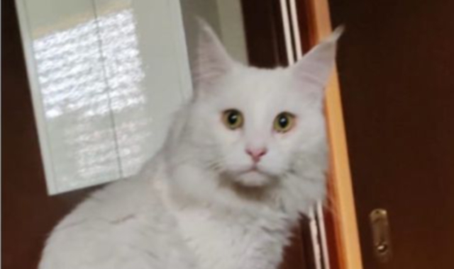 «Aiutateci a trovare Lion»: appello per il gatto scomparso