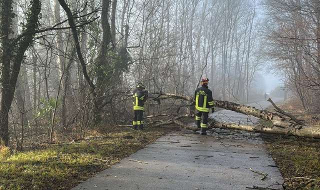 Schiranna, albero crolla sulla ciclabile