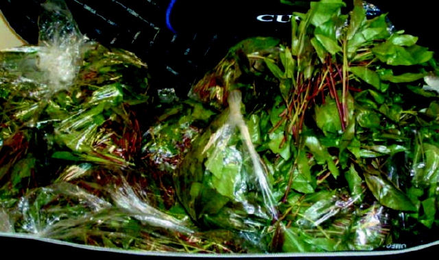 Le foglie della droga da masticare  (foto Archivio)