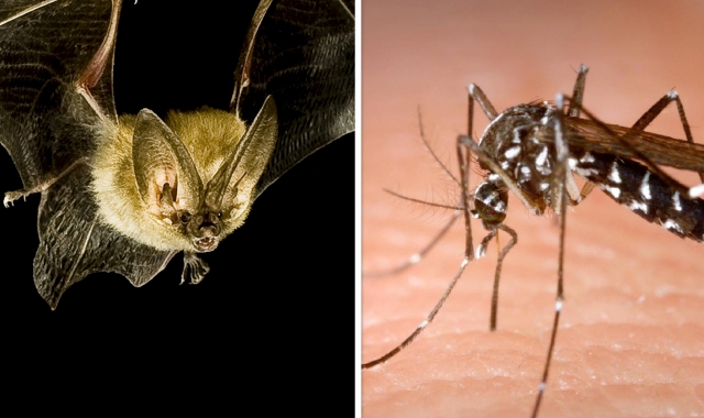 Più pipistrelli, meno zanzare: Arona investe nelle bat-houses