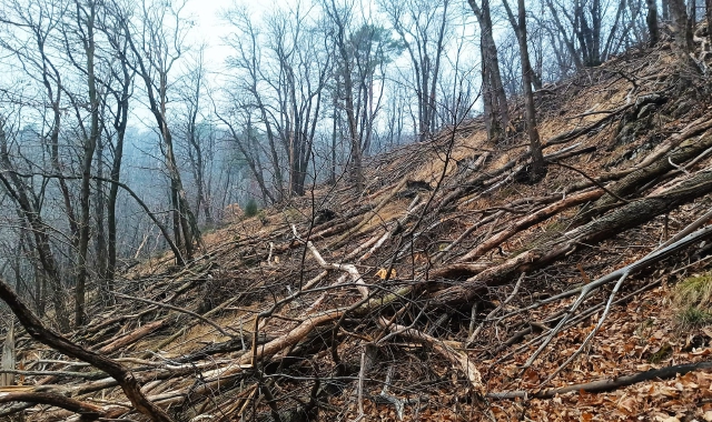 Campo dei Fiori, la rinascita dalle ceneri: 10mila nuovi alberi