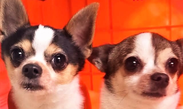 «Susy e Sugar cercano una casa»