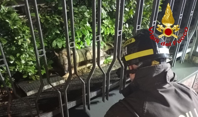 L’intervento dei vigili del fuoco