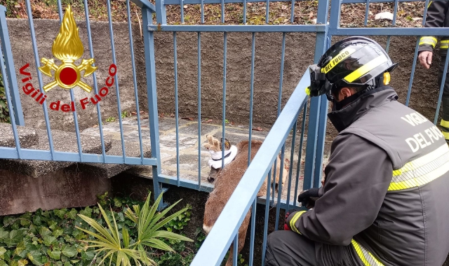 L’intervento dei vigili del fuoco