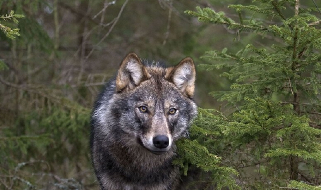 Nell’incontro si parlerà dei lupi sulle montagne del lago di Como (foto Archivio)