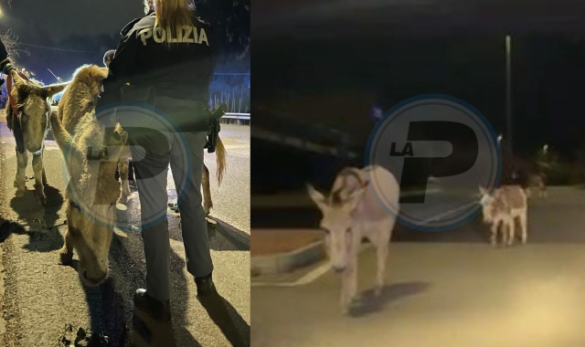 Asini in fuga a Varese, salvati dalla Volante