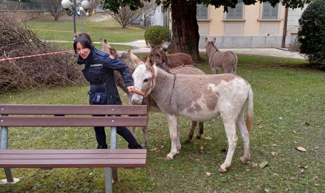 Un’agente, esperta cavallerizza, mentre raduna gli asinelli fuggiti