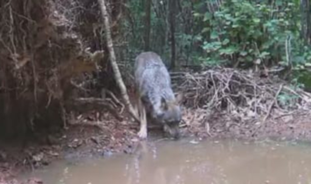 Varese, il lupo è qui