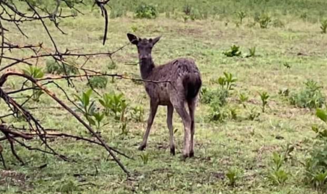Gli ottanta cervi e daini erano stati uccisi per crudeltà e senza alcuna necessità (foto Archivio)