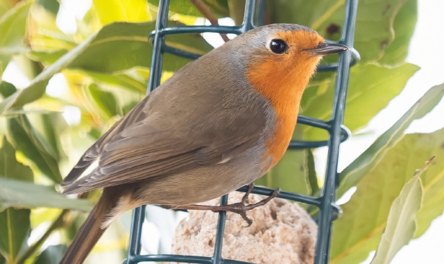 Rudzick, l’ultimo volo dalla Polonia a Vedano