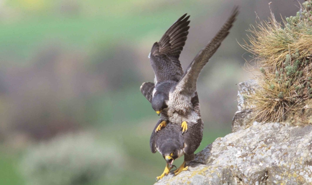 Divieto di arrampicata. C’è il nido del falco pellegrino