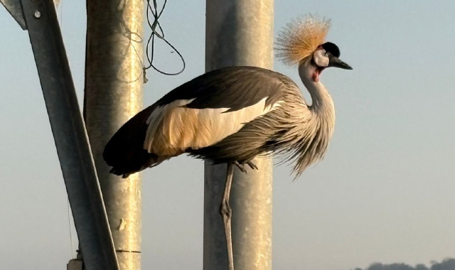 La star della Schiranna è la gru coronata