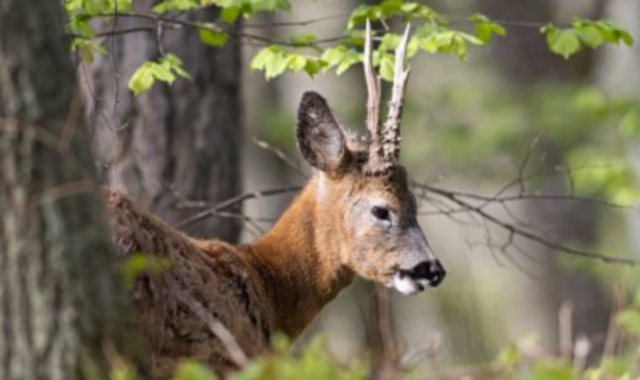 In aumento le segnalazioni di incidente con animali selvatici (foto Archivio)