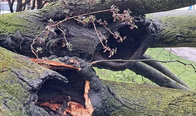 «Fermate il taglio degli alberi»: polemica a Castelletto