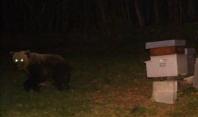 L’orso bruno M29 immortalato da una fototrappola