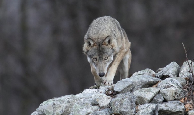 I lupi nel Varesotto aumenteranno: «Convivere è possibile»