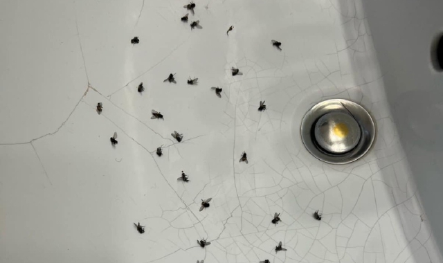 Olgiate Olona, Balina assediata dalle mosche. Multe e denuncia