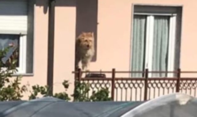 Il cane immortalato sul balcone in Valle d’Aosta