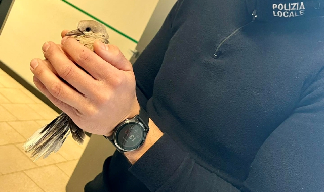 La polizia locale salva una tortora, il comandante l’adotta
