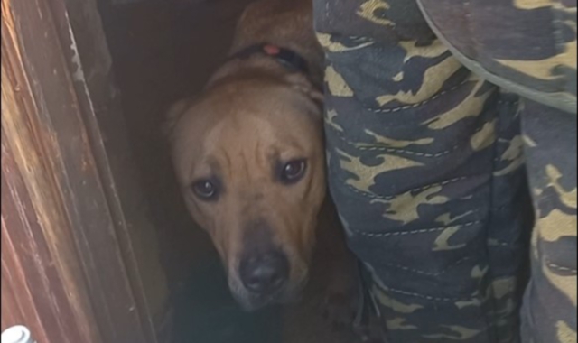 Il cane salvato dai carabinieri forestali