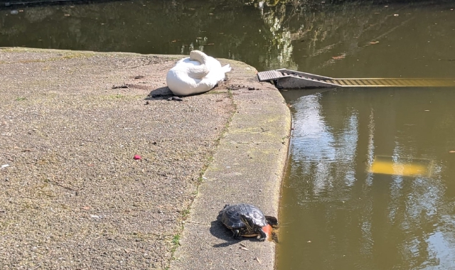 La tartaruga dei Giardini e l’ultimo cigno nel laghetto