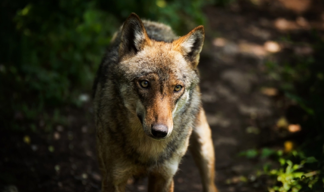 Lupo declassato: verso gli abbattimenti selettivi